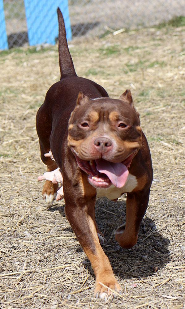 Wanda (AO36026), a ADOPTABLE mixed breed in Kansas City, KS image 2/6