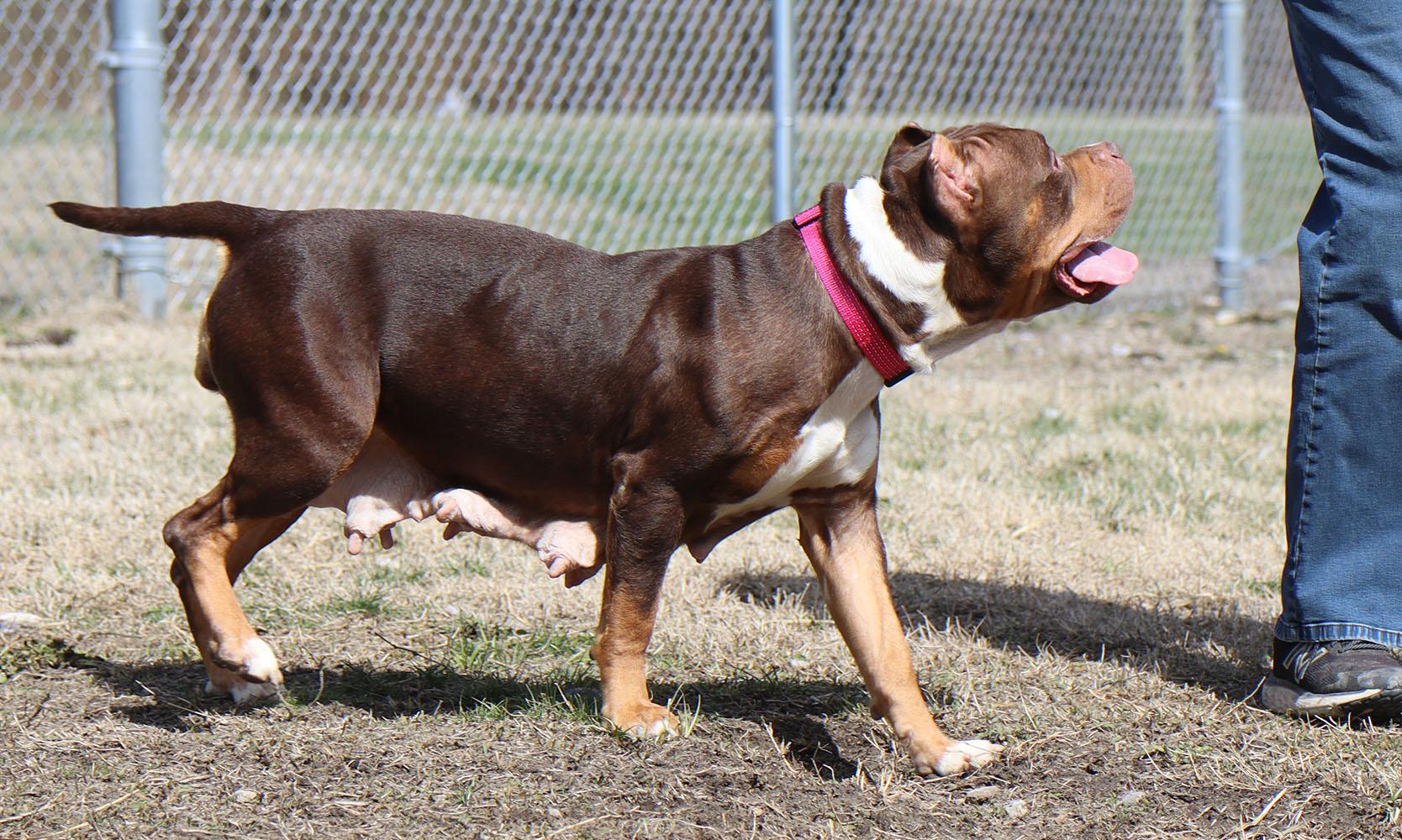 Wanda (AO36026), a ADOPTABLE mixed breed in Kansas City, KS image 6/6