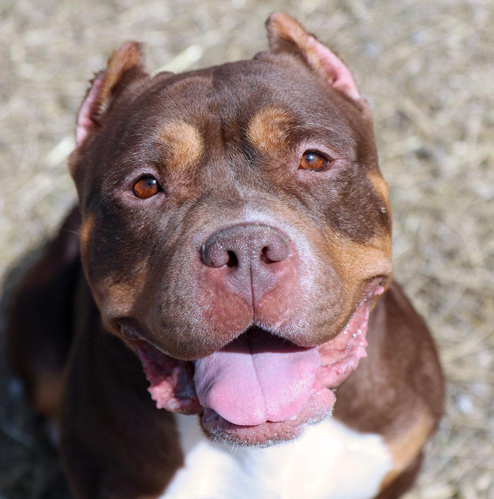Wanda (AO36026), ADOPTABLE, Adult Female American Staffordshire Terrier.