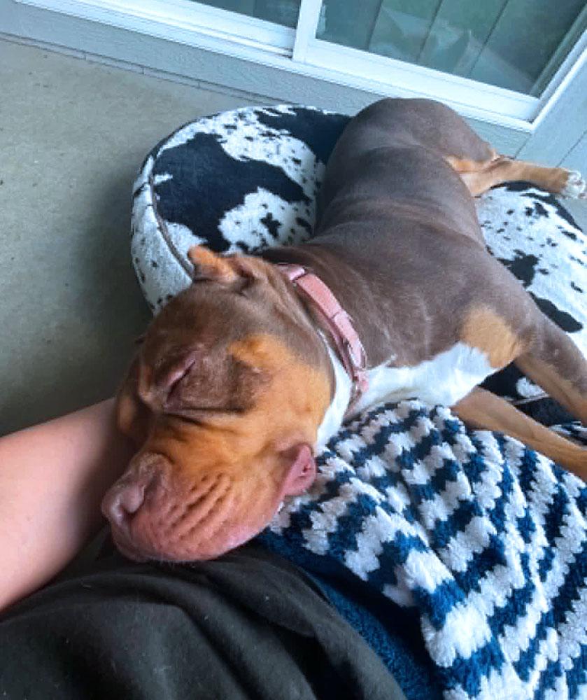 Wanda (AO36026), a ADOPTABLE mixed breed in Kansas City, KS image 5/6