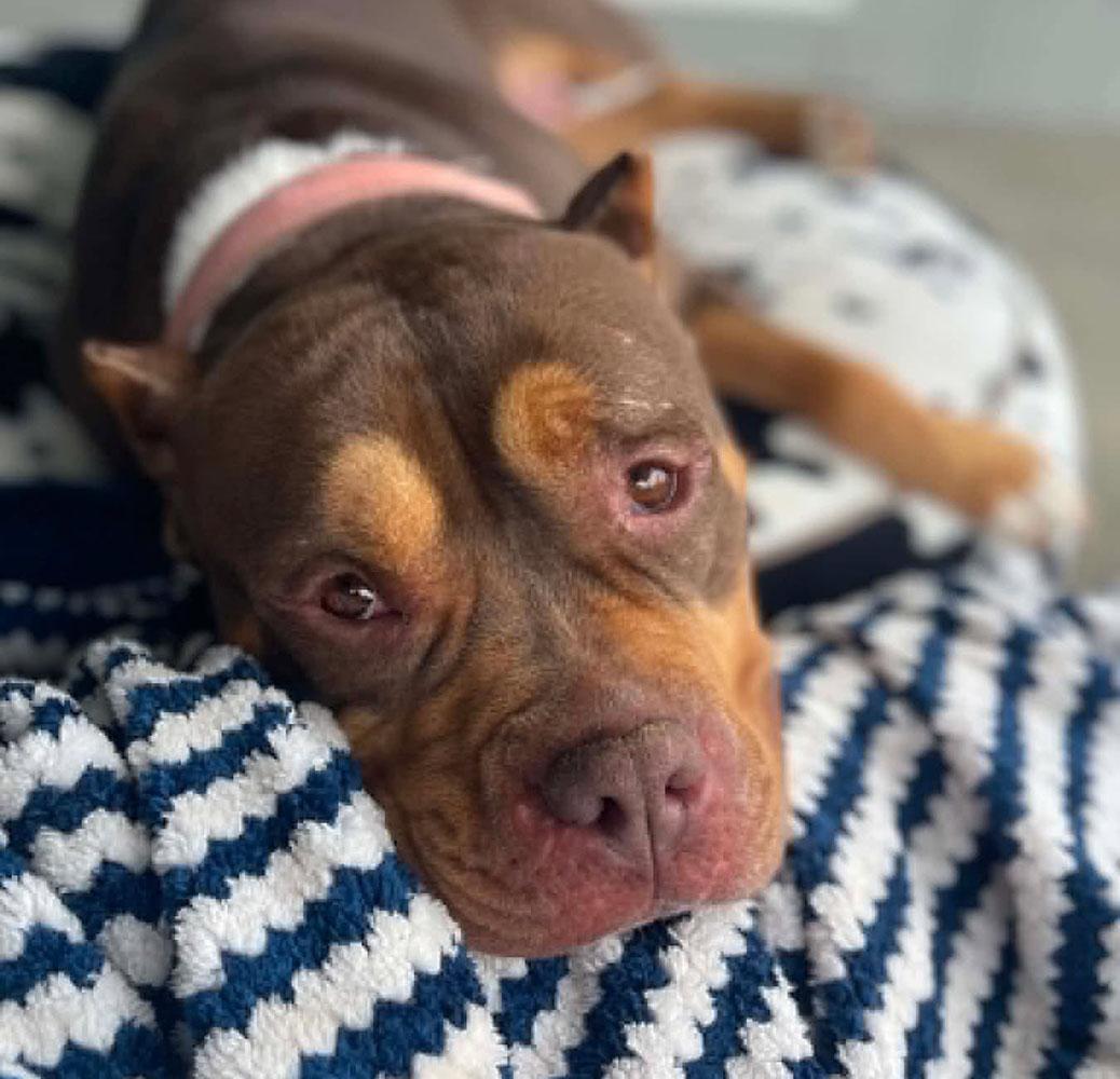 Wanda (AO36026), a ADOPTABLE mixed breed in Kansas City, KS image 2/6