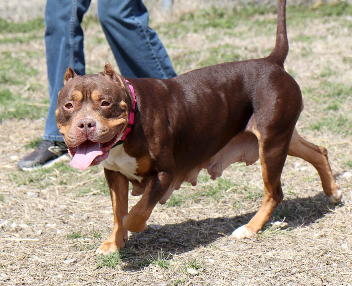 Wanda (AO36026), a ADOPTABLE mixed breed in Kansas City, KS image 3/6