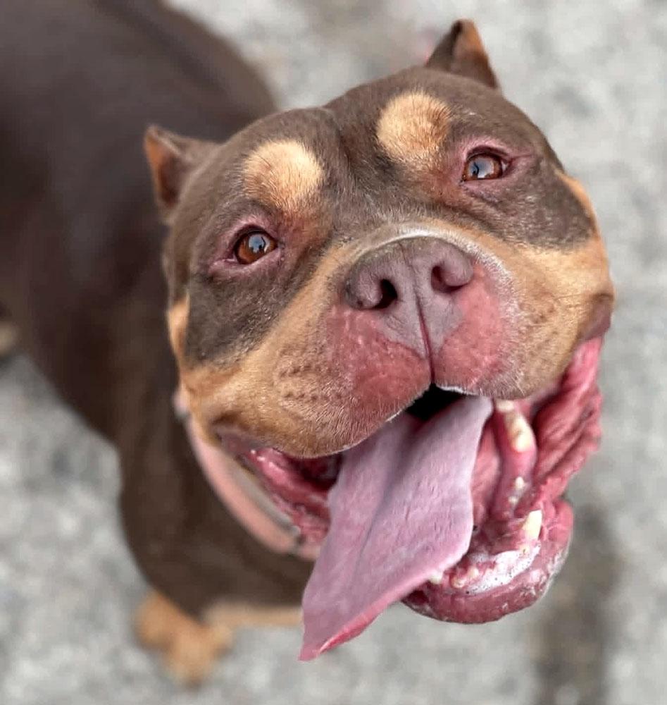 Wanda (AO36026), ADOPTABLE, Adult Female American Staffordshire Terrier.