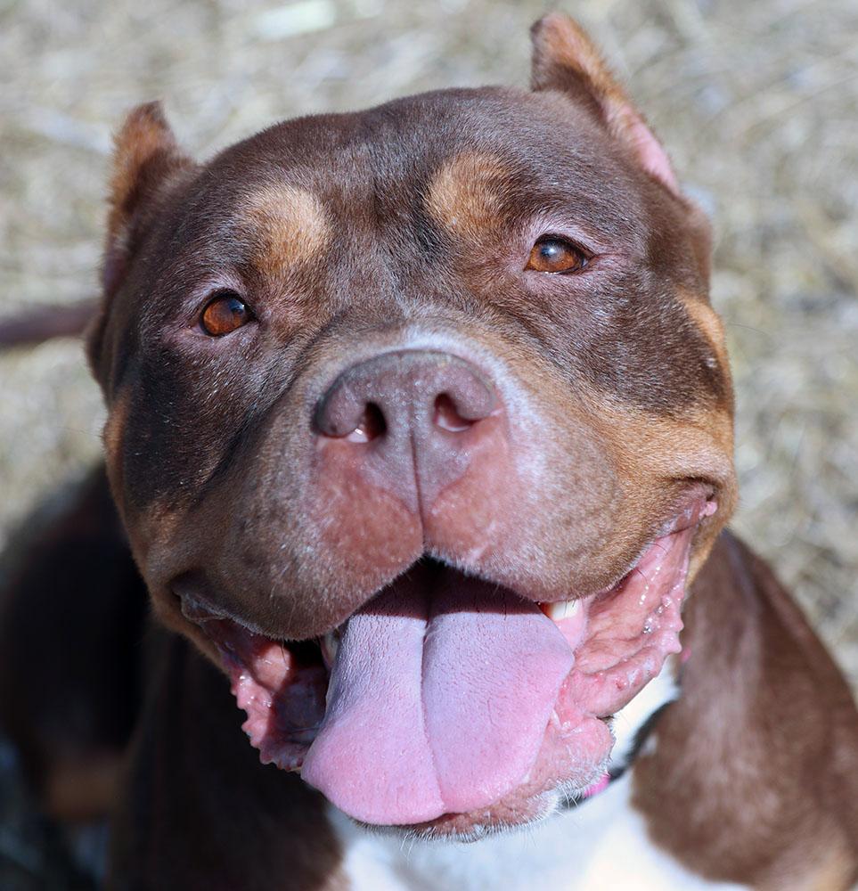 Wanda (AO36026), a ADOPTABLE mixed breed in Kansas City, KS image 5/6