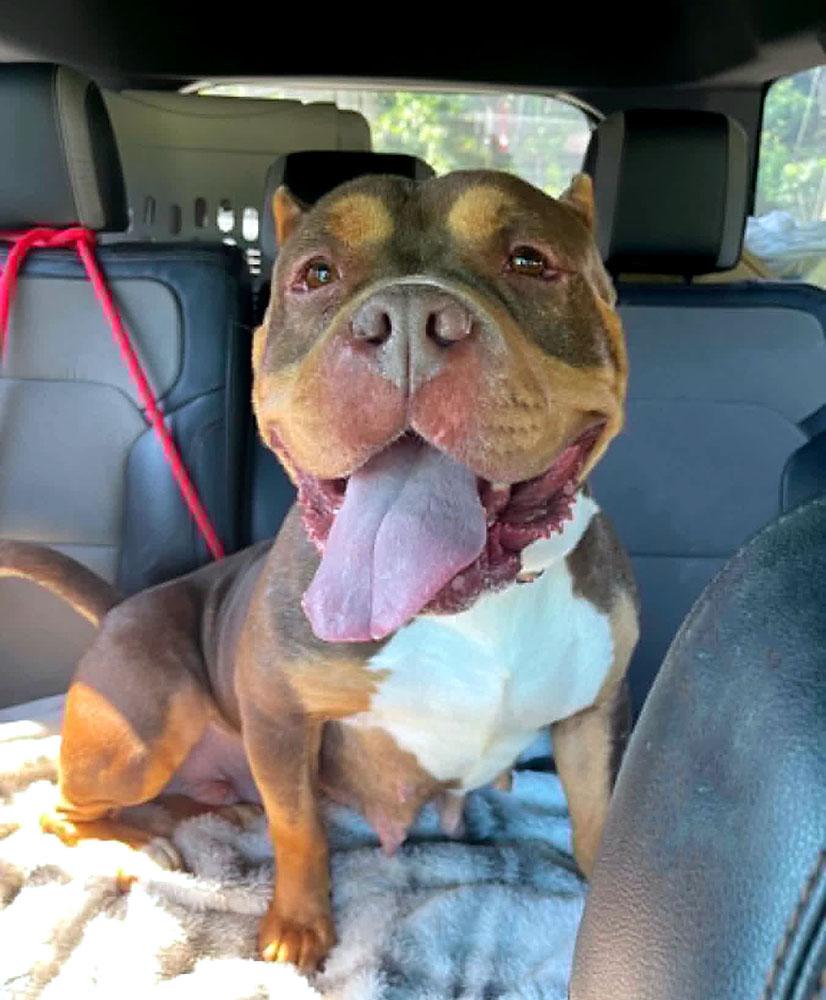 Wanda (AO36026), a ADOPTABLE mixed breed in Kansas City, KS image 6/6