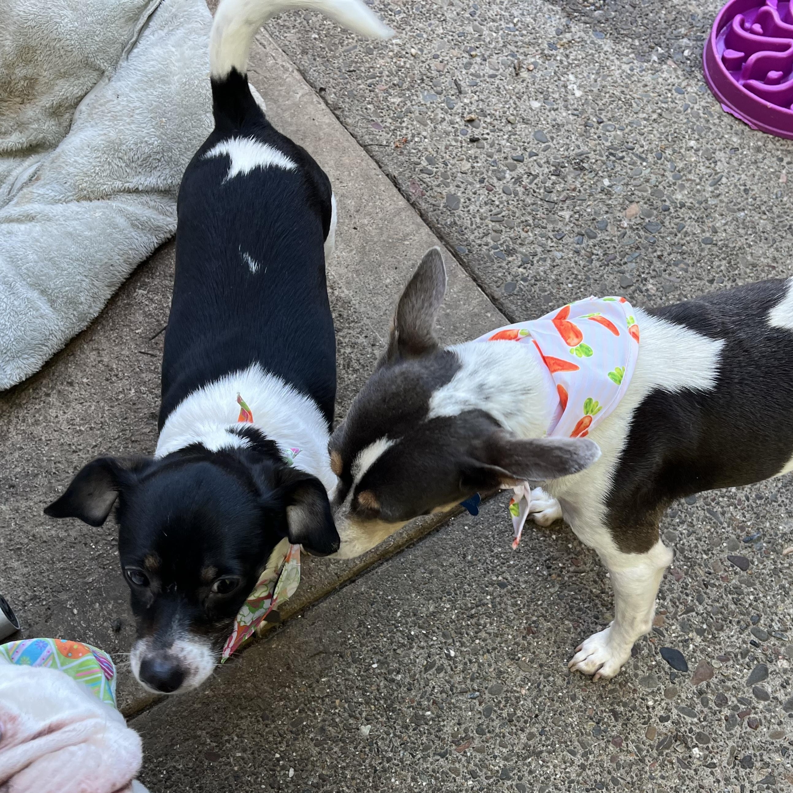 Enlarge Buddy, a ADOPTABLE mixed breed in Hayward, CA image 3/3