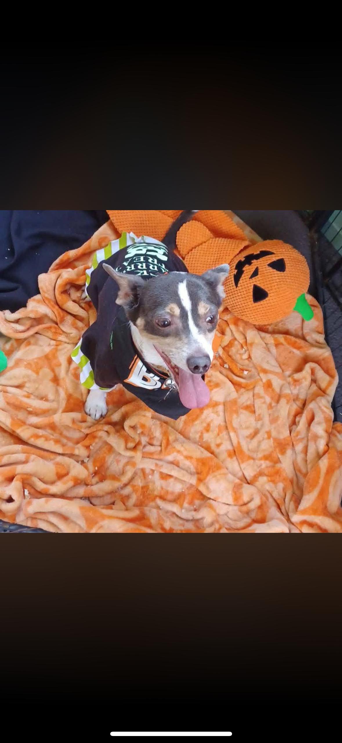 Enlarge Buddy, a Adoptable mixed breed in Hayward, CA image 1/4