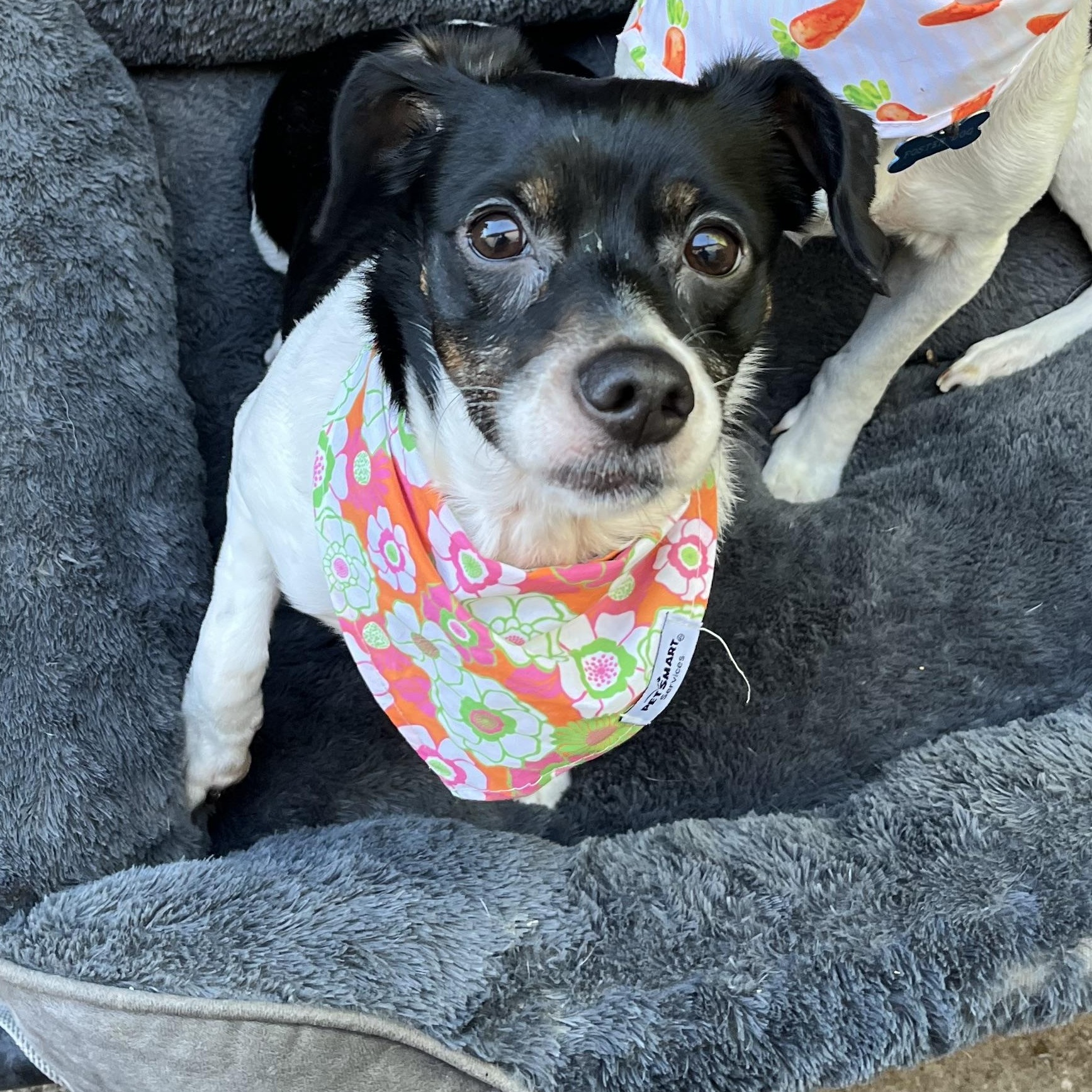 Buddy, ADOPTABLE, Adult Male Rat Terrier.