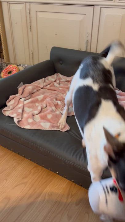 Enlarge Buddy, a ADOPTABLE mixed breed in Hayward, CA video 2/3