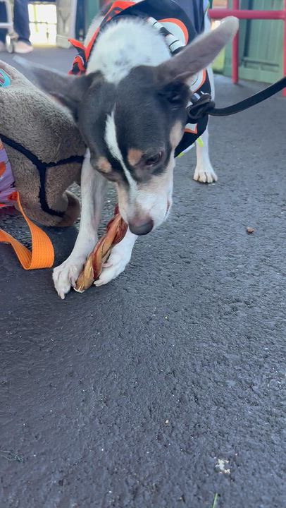 Enlarge Buddy, a Adoptable mixed breed in Hayward, CA video 4/4