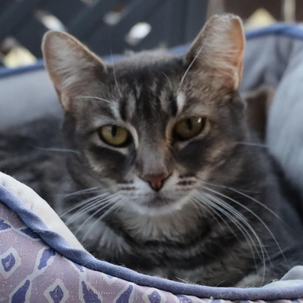 Enlarge Yaretzi, a Adoptable Domestic Short Hair in Tucson, AZ image 1/6