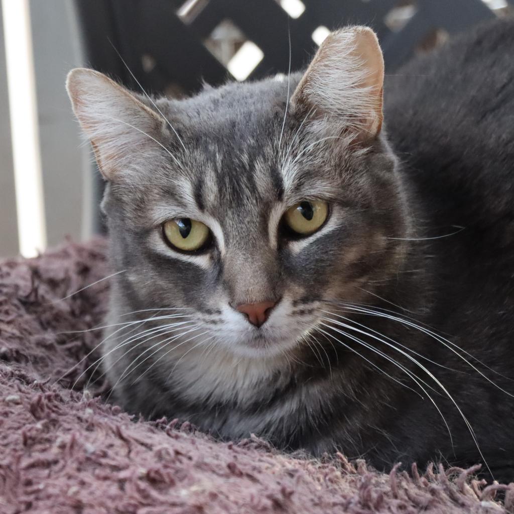 Enlarge Yaretzi, a Adoptable Domestic Short Hair in Tucson, AZ image 3/6