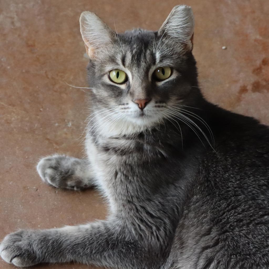 Enlarge Yaretzi, a Adoptable Domestic Short Hair in Tucson, AZ image 4/6