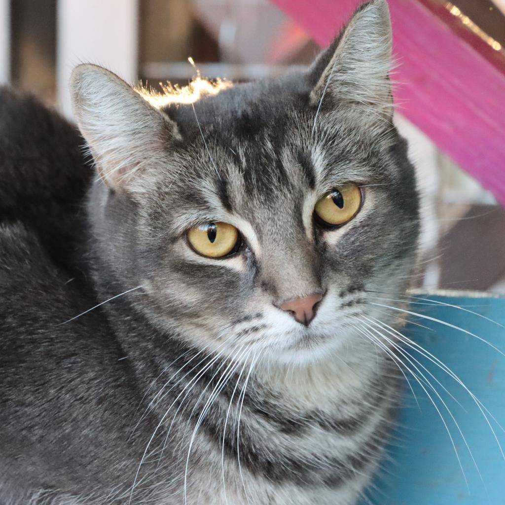 Enlarge Yaretzi, a Adoptable Domestic Short Hair in Tucson, AZ image 6/6