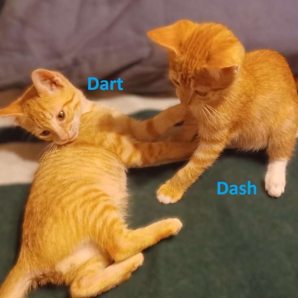 Dart and Dash (BONDED Brothers)