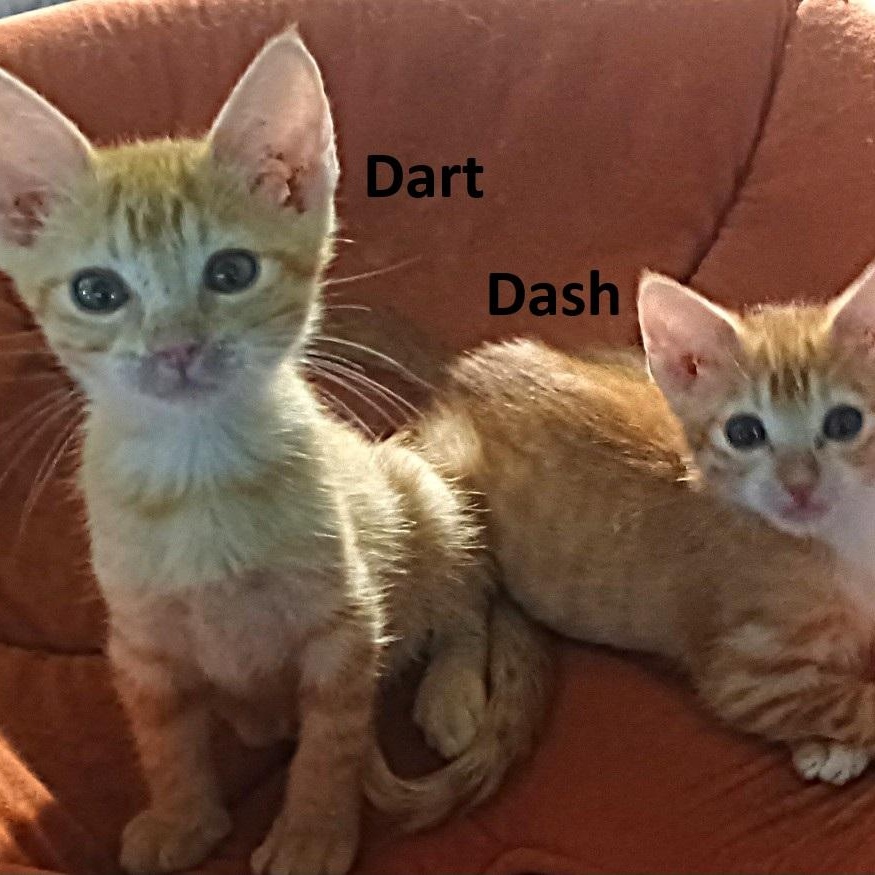 Dart and Dash (BONDED Brothers)