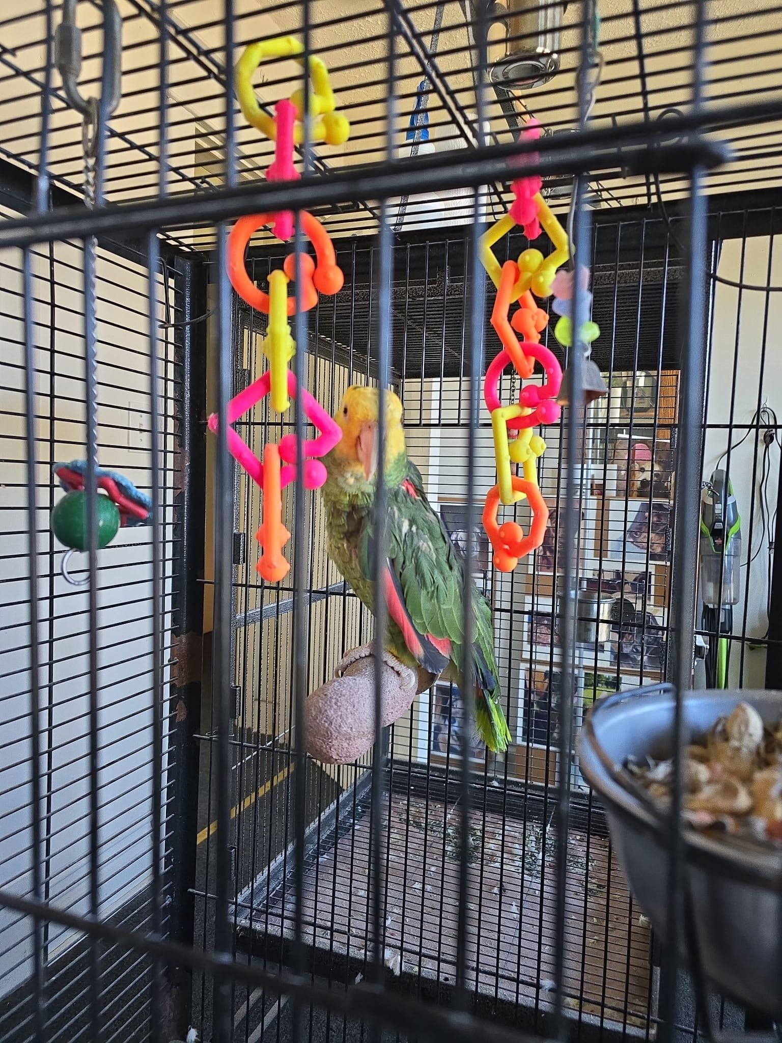 Pepsi, a Adoptable Parrot (Other) in Louisville, KY image 1/3