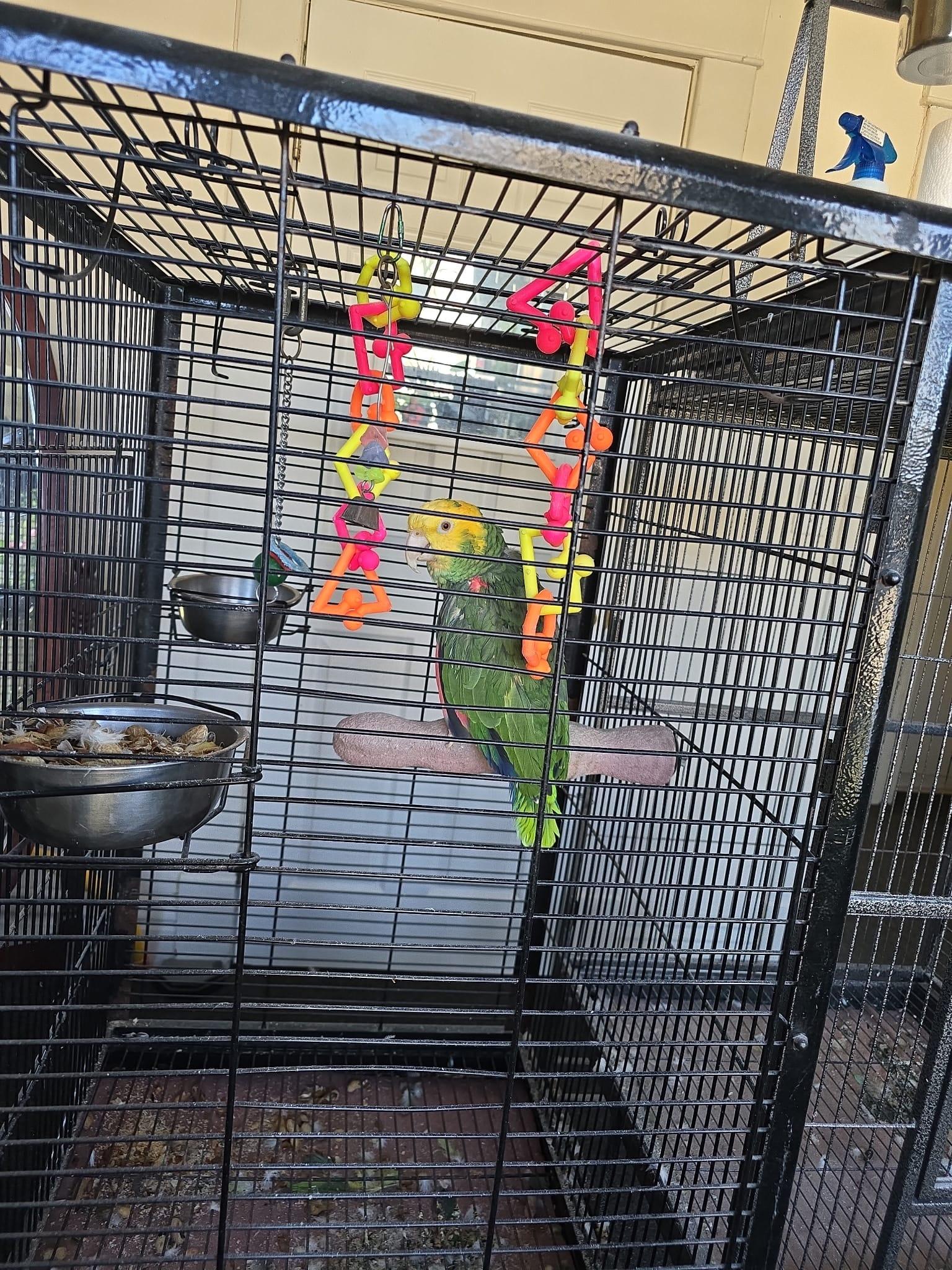 Pepsi, a Adoptable Parrot (Other) in Louisville, KY image 2/3