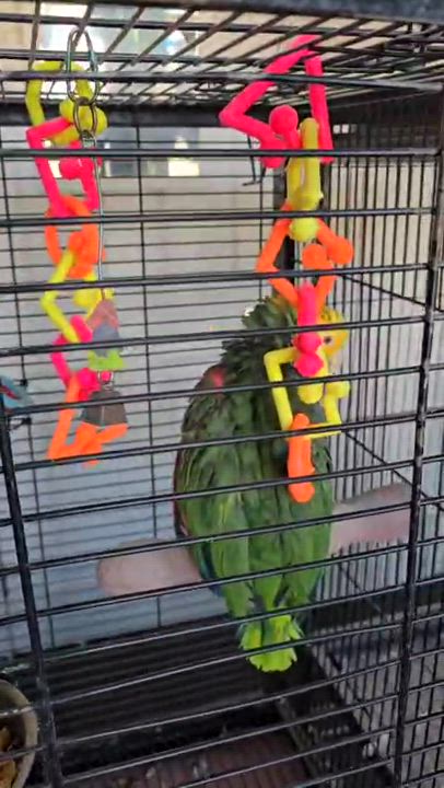 Enlarge Pepsi, a Adoptable Parrot (Other) in Louisville, KY video 3/3
