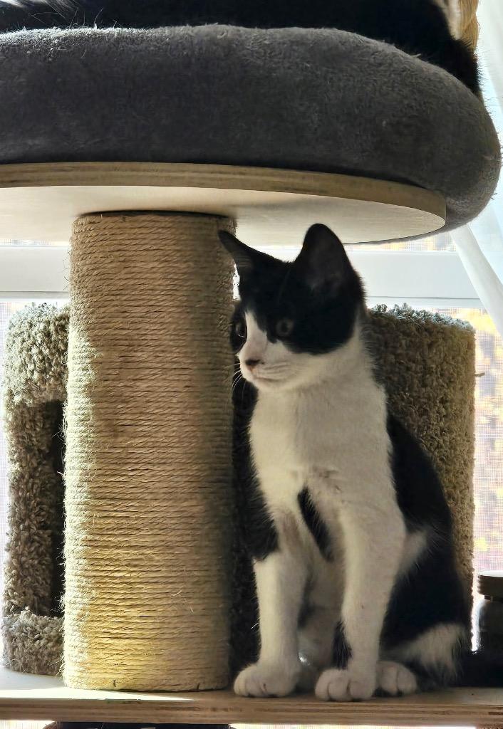 Enlarge Sylvester, a Adoptable mixed breed in Fort Oglethorpe, GA image 1/5