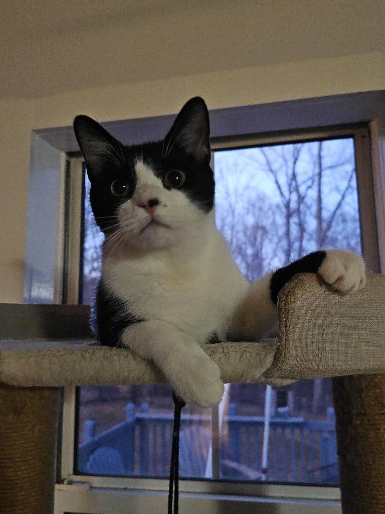 Enlarge Sylvester, a Adoptable mixed breed in Fort Oglethorpe, GA image 2/5