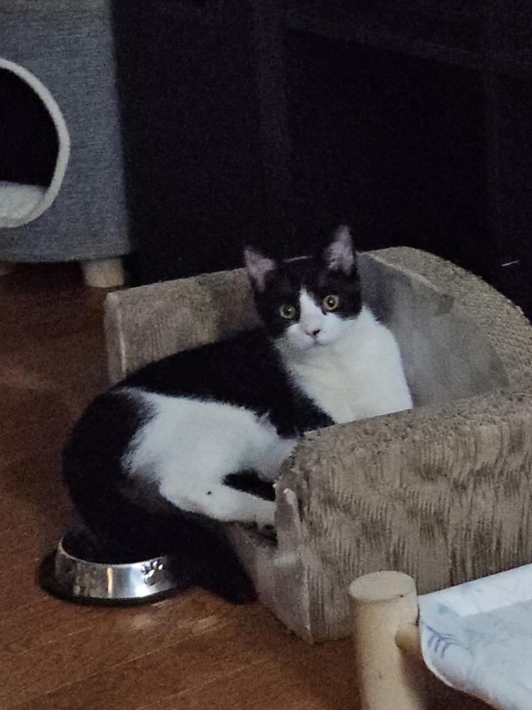 Enlarge Sylvester, a Adoptable mixed breed in Fort Oglethorpe, GA image 3/5