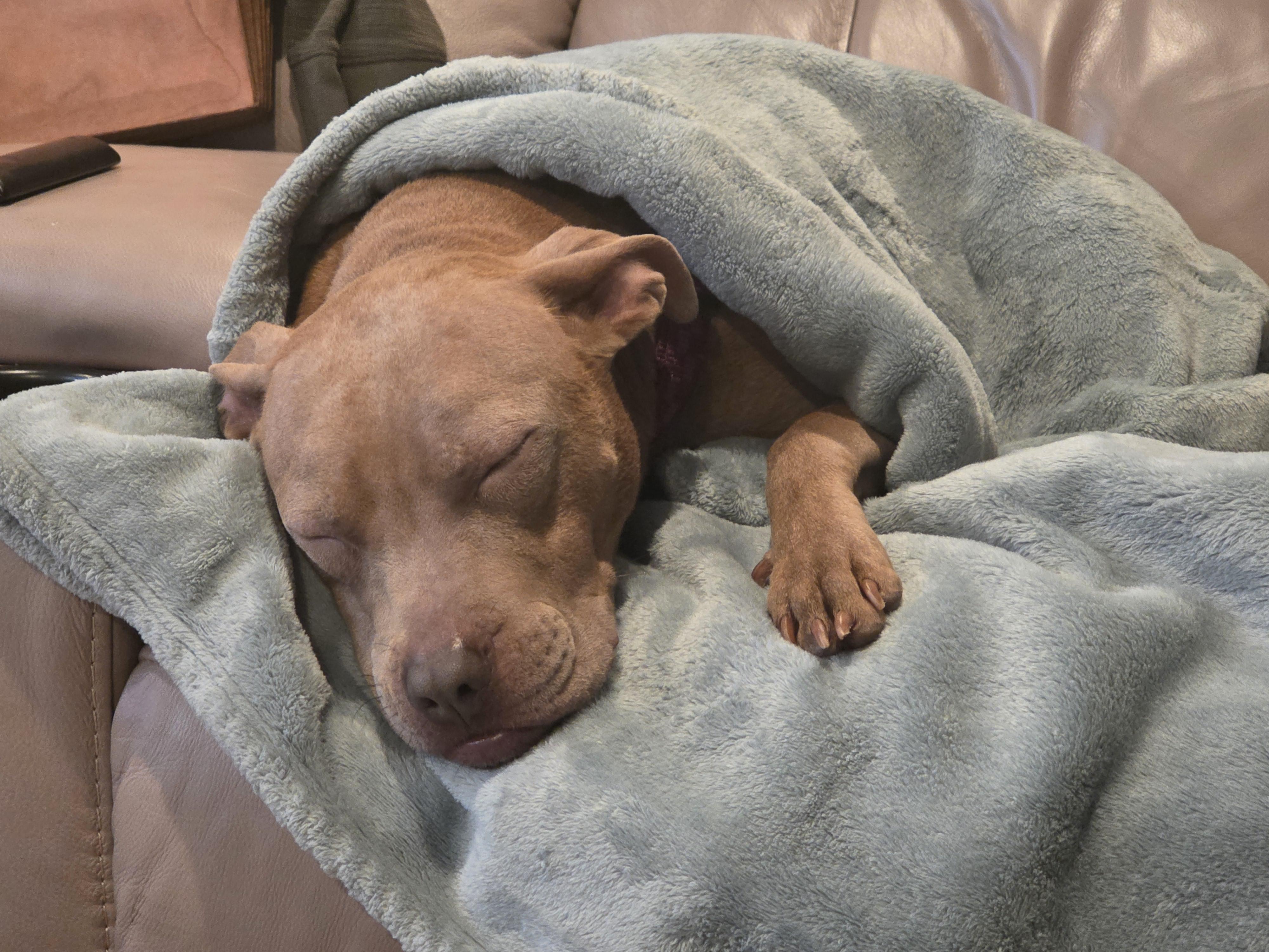 Sugar, a ADOPTABLE mixed breed in Detroit, MI image 6/6