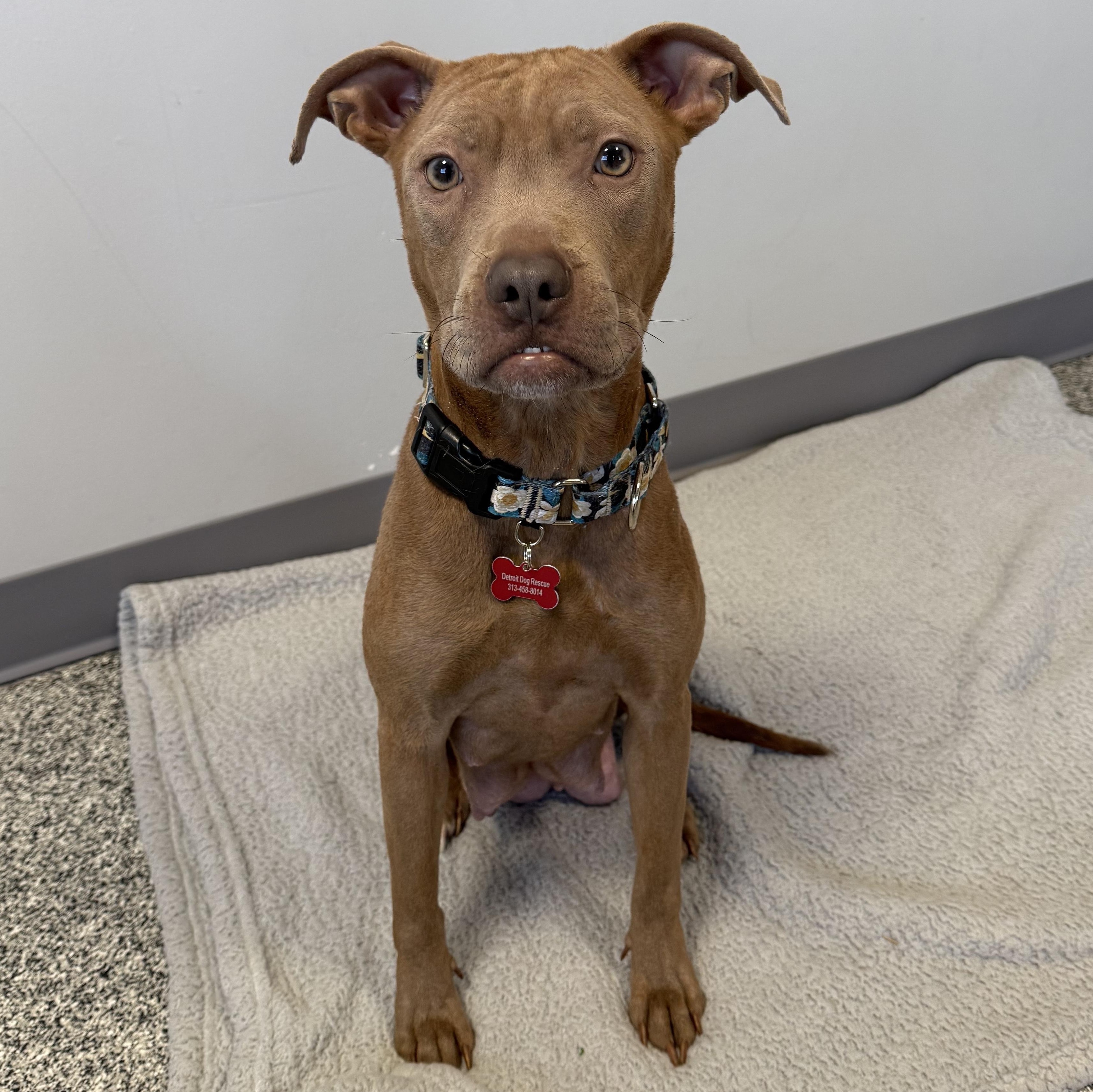 Sugar, ADOPTABLE, Young Female Pit Bull Terrier & Mixed Breed.