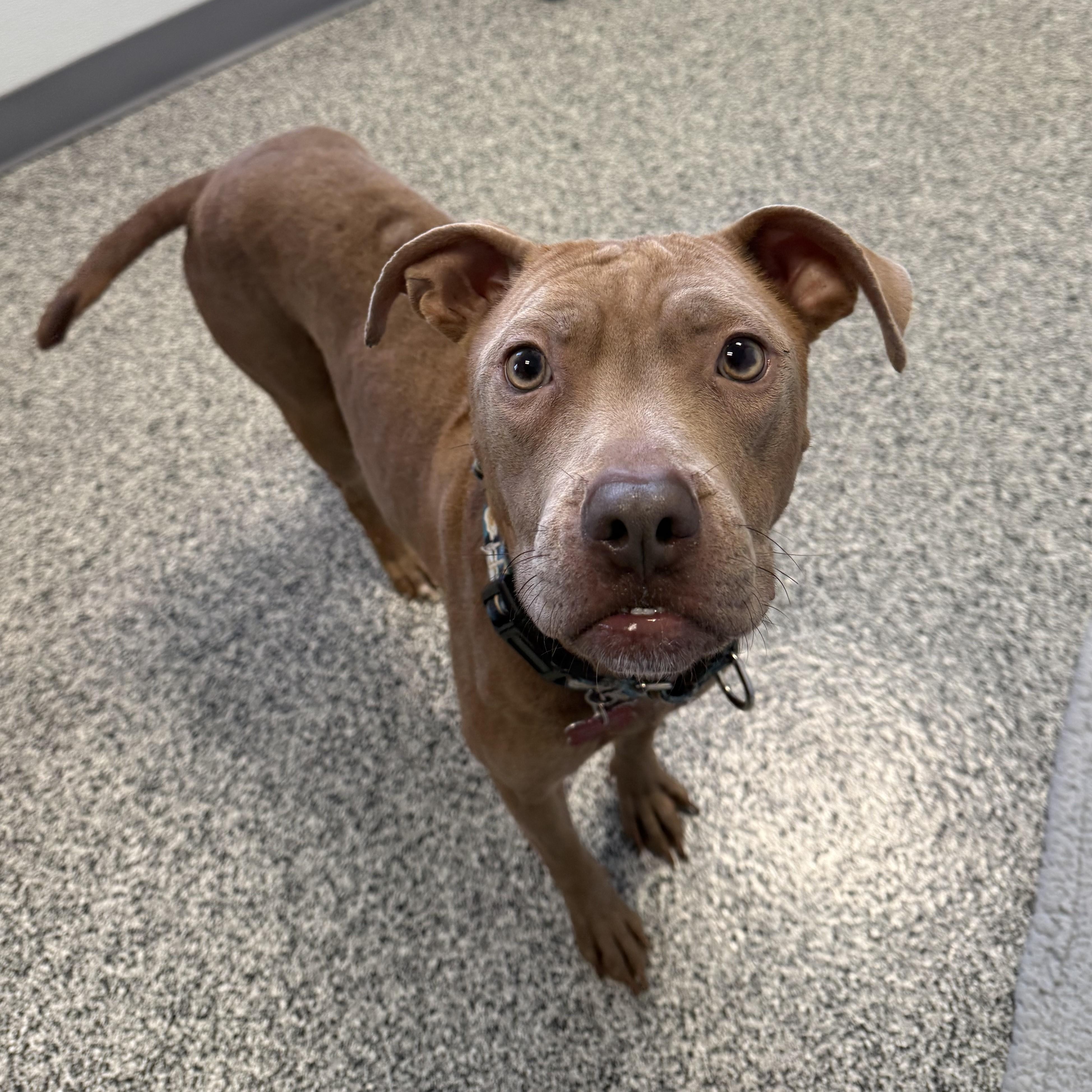 Sugar, a ADOPTABLE mixed breed in Detroit, MI image 4/6
