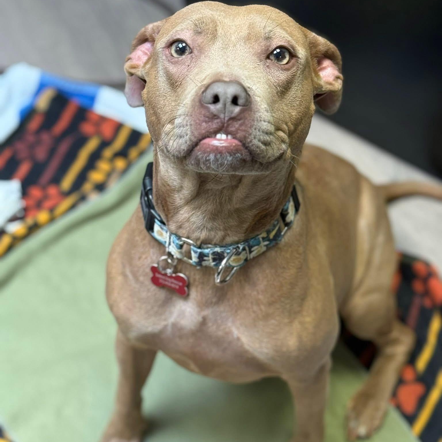 Sugar, a ADOPTABLE mixed breed in Detroit, MI image 2/6