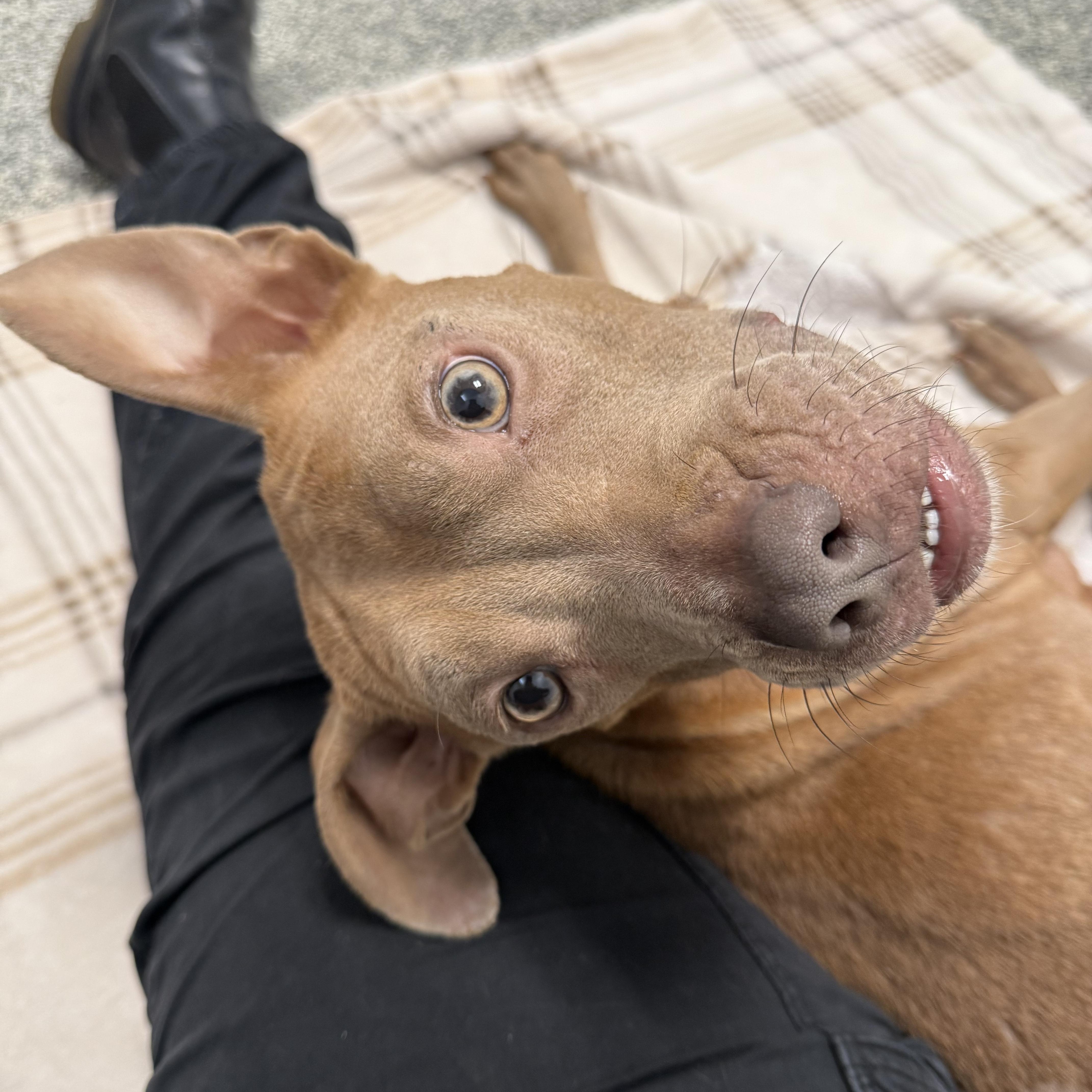 Sugar, a ADOPTABLE mixed breed in Detroit, MI image 3/6
