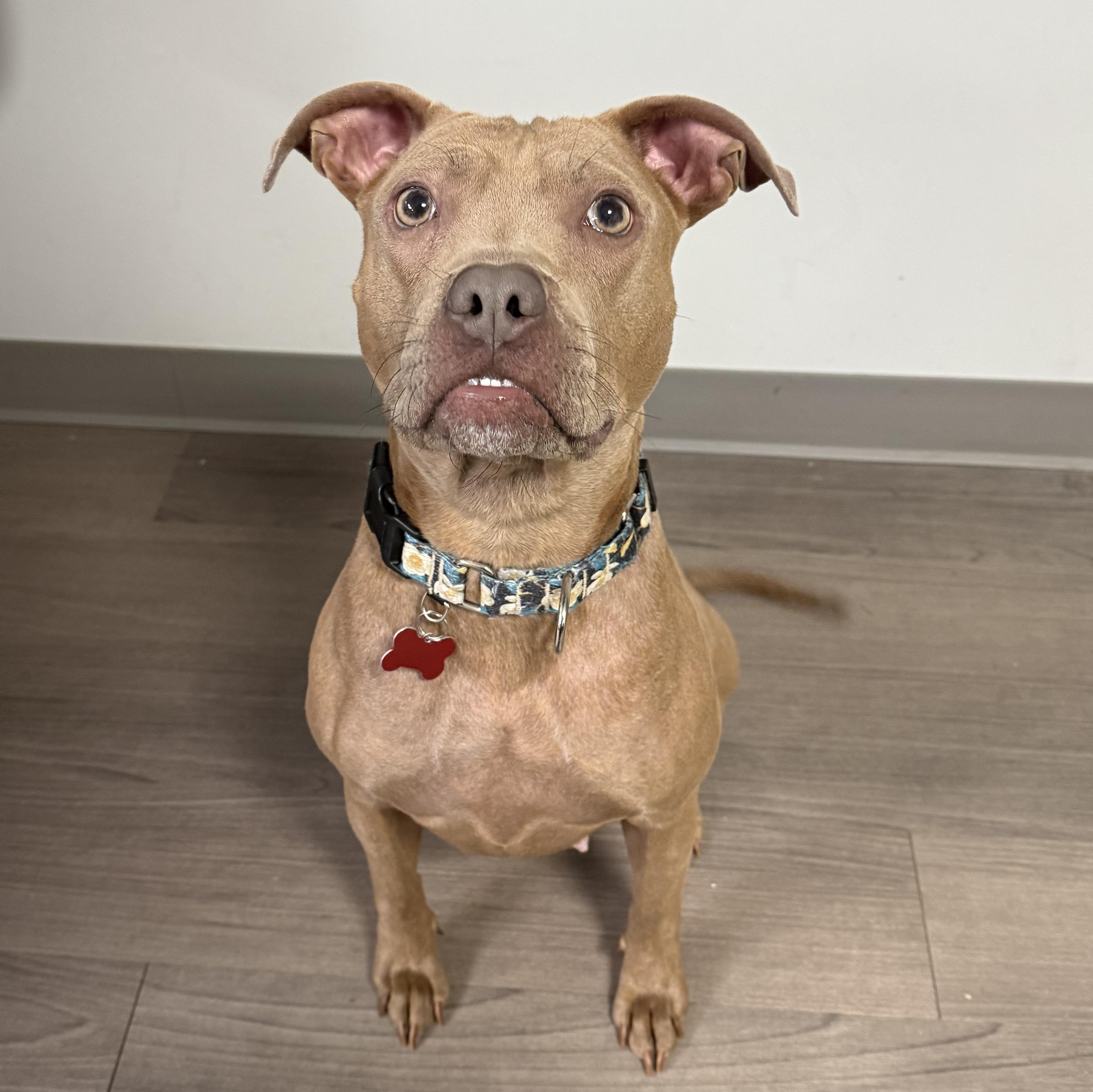 Sugar, a ADOPTABLE mixed breed in Detroit, MI image 5/6