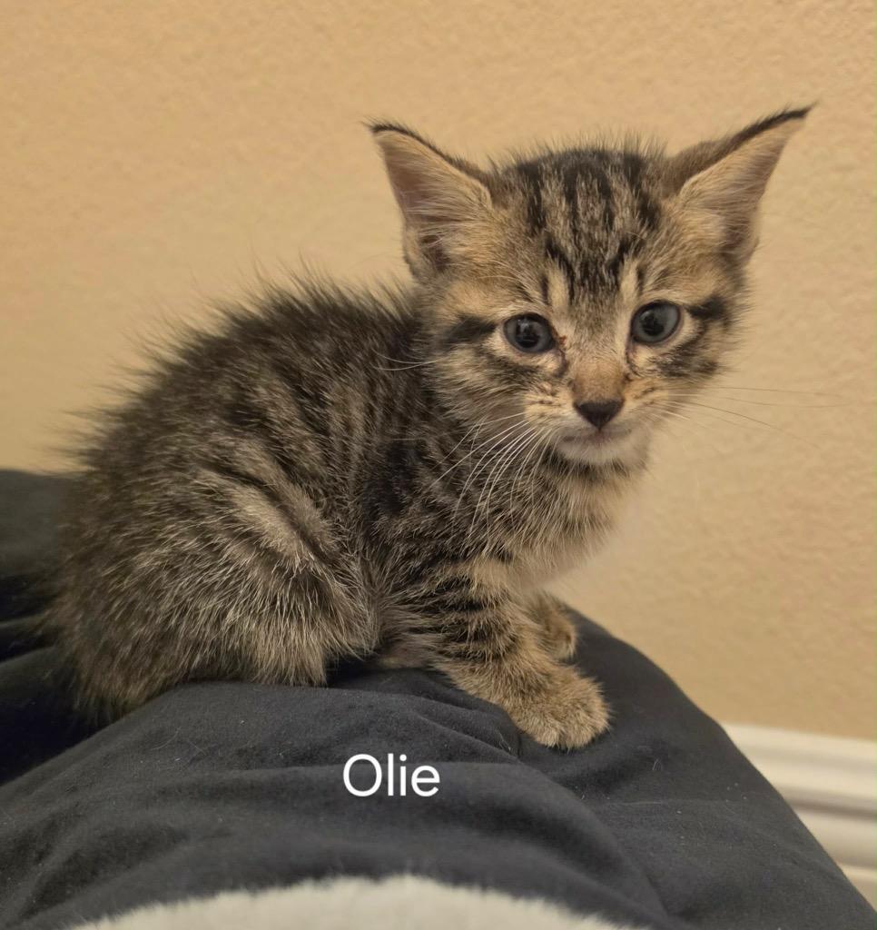 Olie, a Adoptable mixed breed in Orlando, FL image 2/3