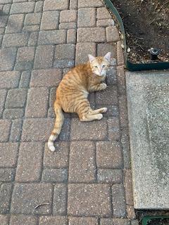 Enlarge Harald, a Adoptable Tabby in Mesquite, TX image 1/4