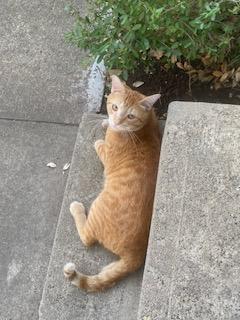Enlarge Harald, a Adoptable Tabby in Mesquite, TX image 2/4
