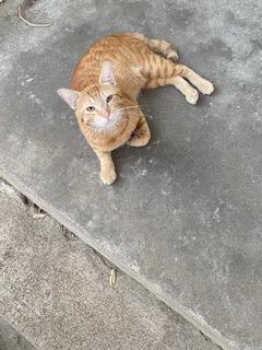 Enlarge Harald, a Adoptable Tabby in Mesquite, TX image 3/4