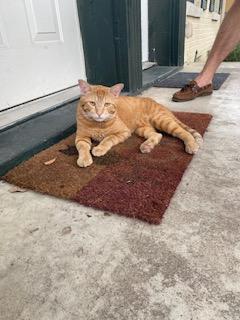 Enlarge Harald, a Adoptable Tabby in Mesquite, TX image 4/4