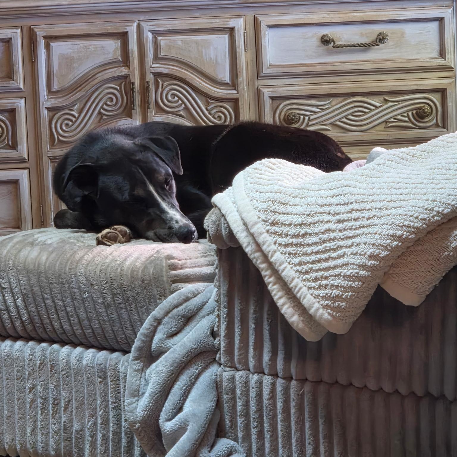 Flower Child, Adoptable, Young Male Husky.