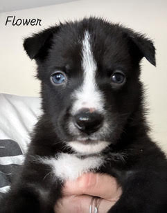 Flower, Adoptable, Young Male Husky.