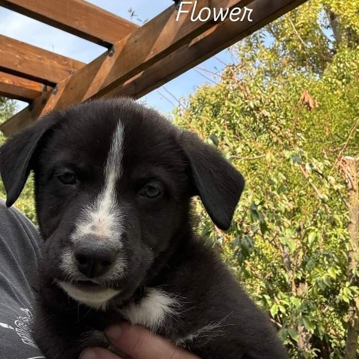 Enlarge Flower, a Adoptable mixed breed in Ione, CA image 2/5