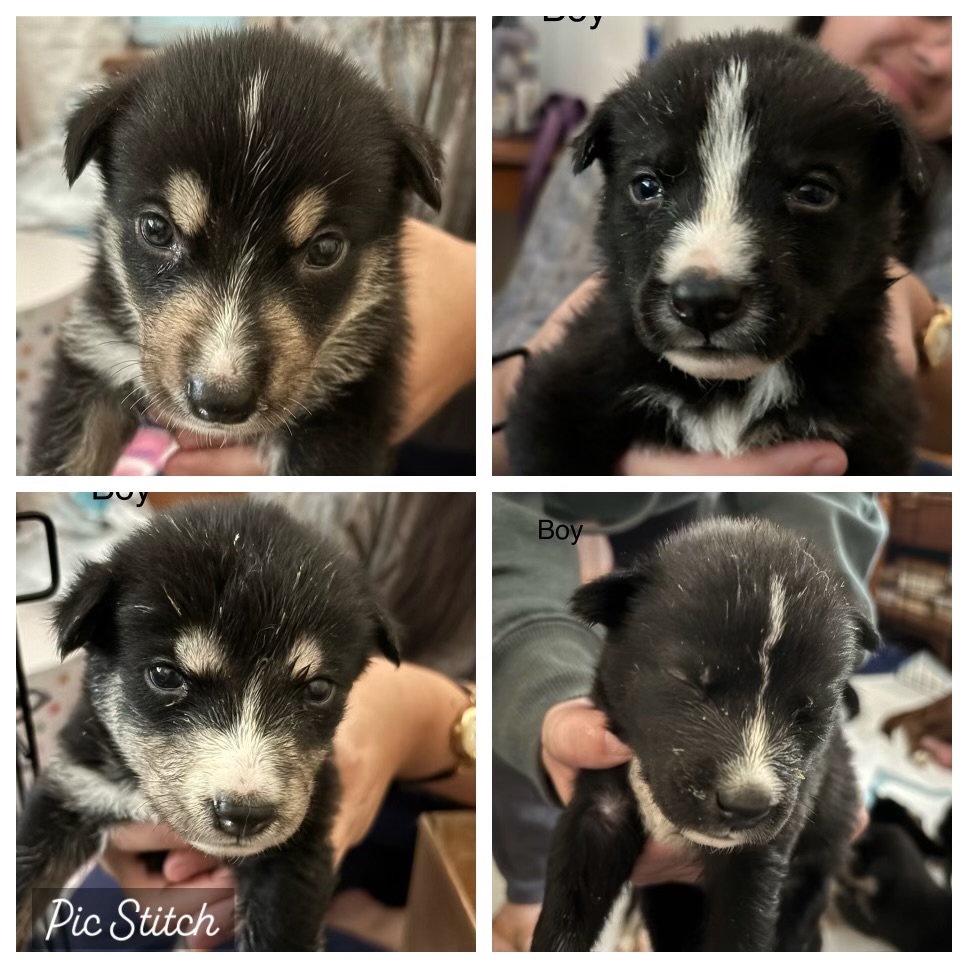 Enlarge Flower, a Adoptable mixed breed in Ione, CA image 4/5