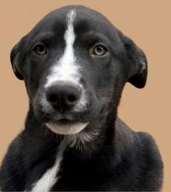 Flower, Adoptable, Young Male Husky.