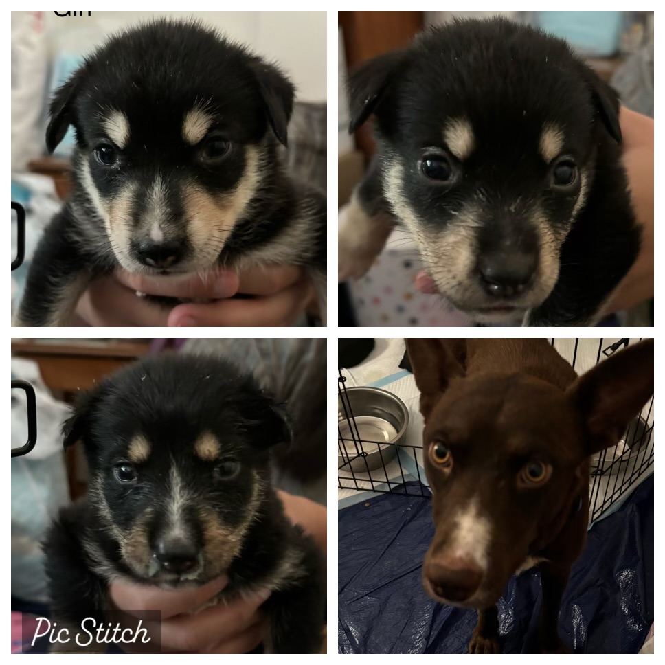 Enlarge Flower, a Adoptable mixed breed in Ione, CA image 5/5