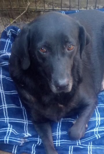 Ethel, a Adoptable mixed breed in East Dundee , IL image 1/3