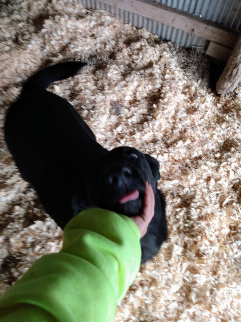 Ethel, a Adoptable mixed breed in East Dundee , IL image 2/3