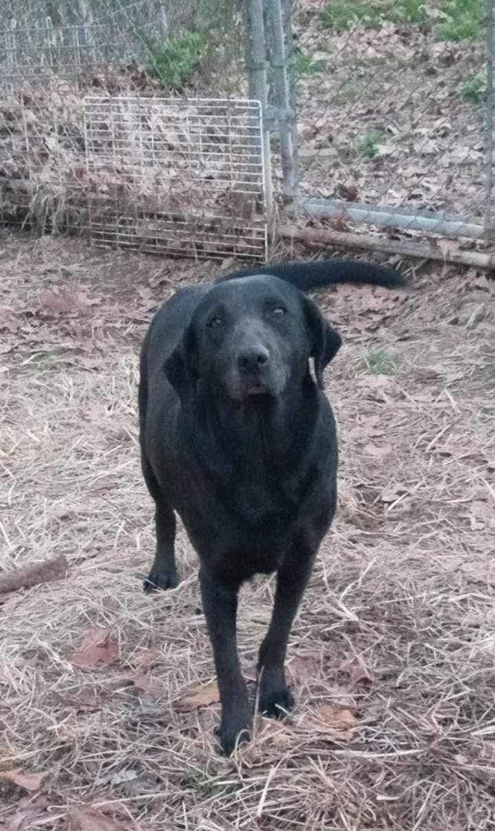 Ethel, a Adoptable mixed breed in East Dundee , IL image 3/3