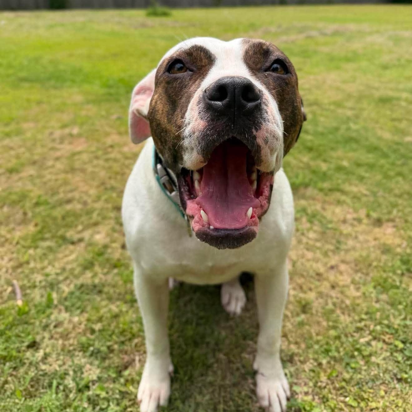Sweetheart, a ADOPTABLE Mixed Breed in Northwood, NH image 1/4