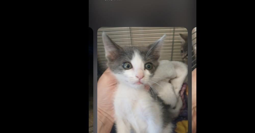 Judd, Adoptable, Kitten Male Domestic Short Hair.