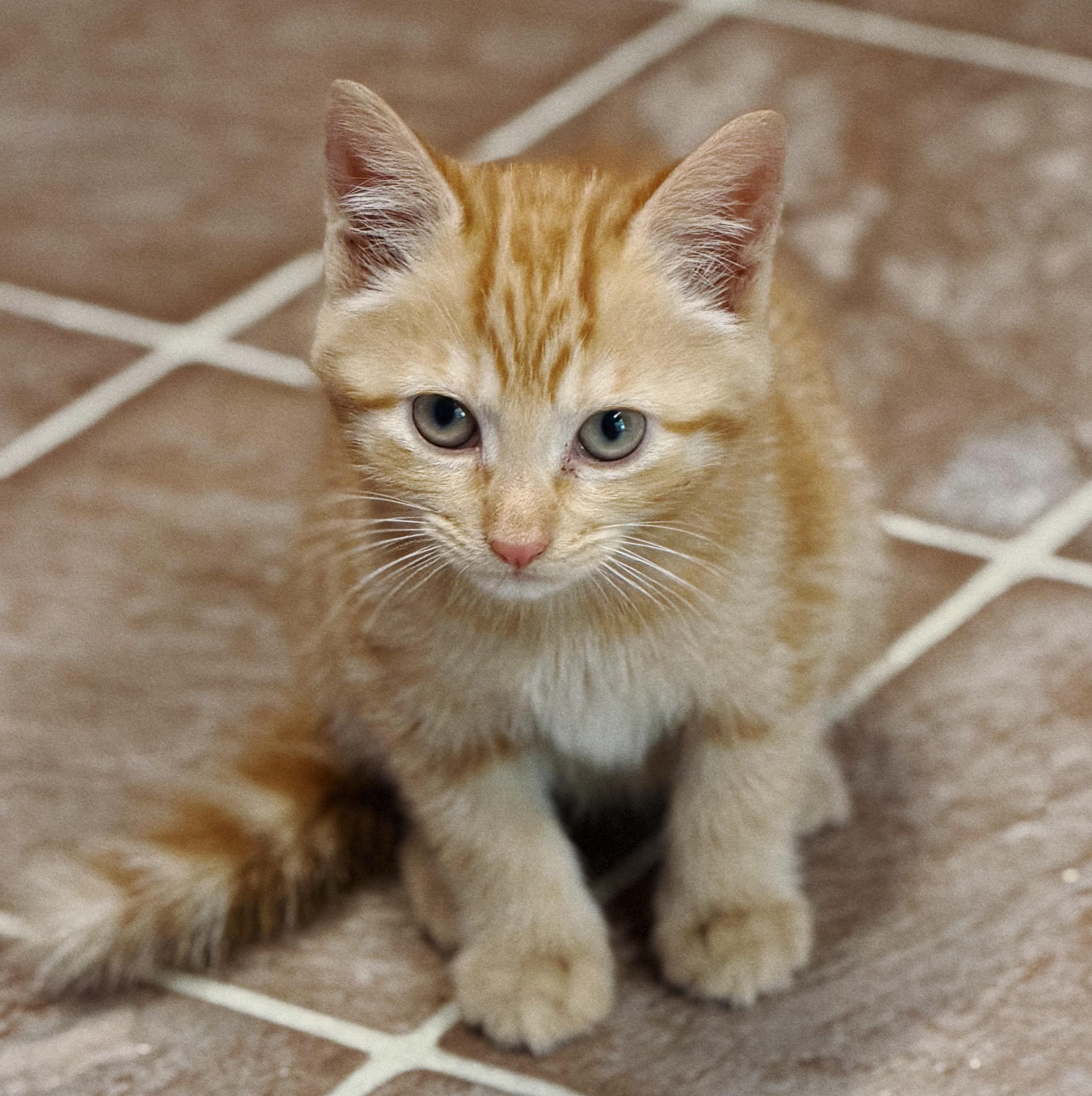Peanut and Butter, adopted, Kitten Male Domestic Short Hair.