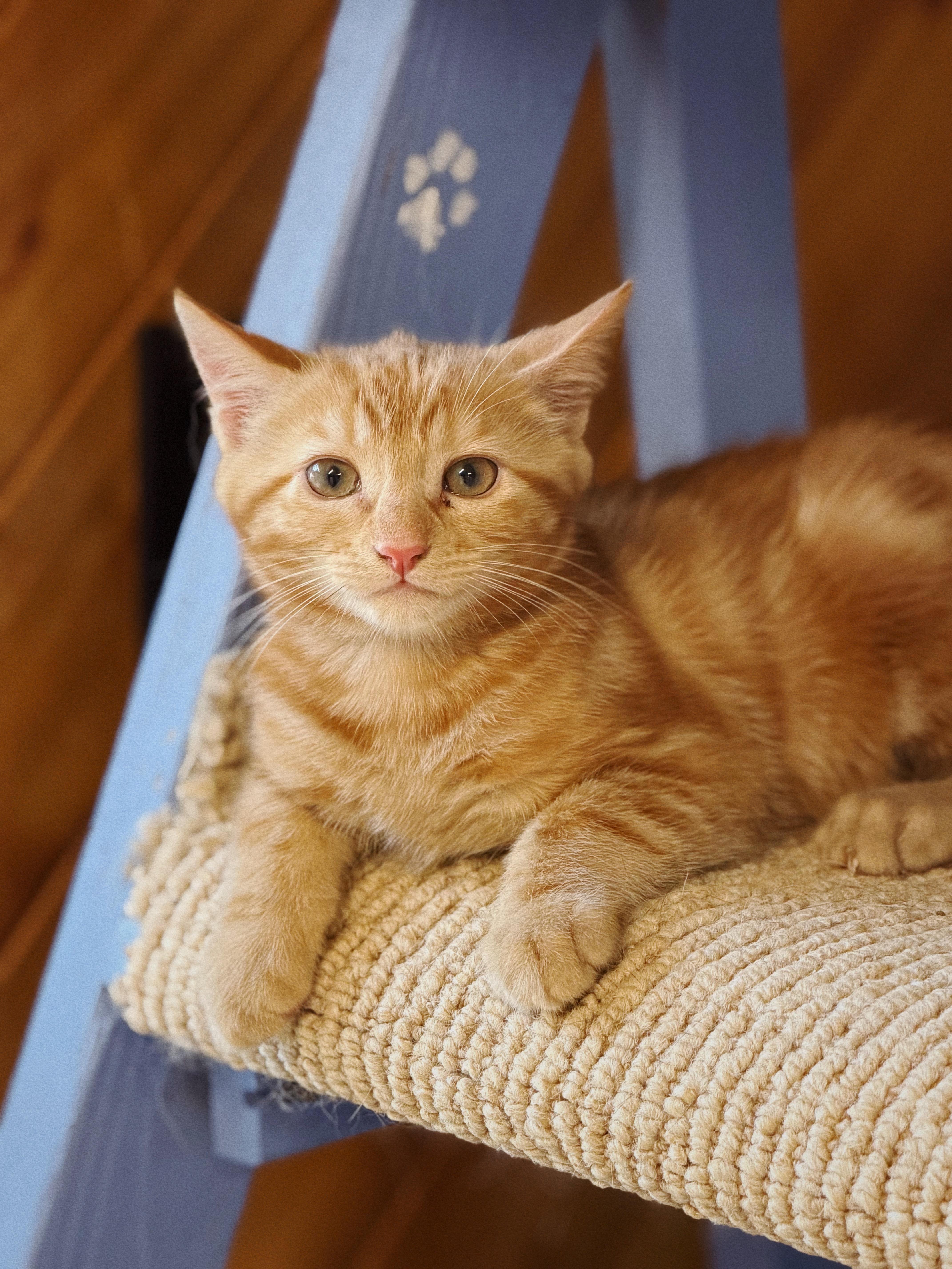Enlarge Peanut and Butter, an adopted Domestic Short Hair in Roberts Creek, BC image 4/4